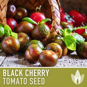 Black Cherry Tomato Seeds - Heirloom, Cherry Tomato, Indeterminate, High Yield, Bruschetta, Container Garden, Black Tomato, OP, Non-GMO