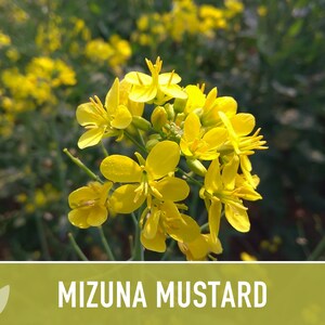 Mizuna Mustard Greens Heirloom Seeds image 7