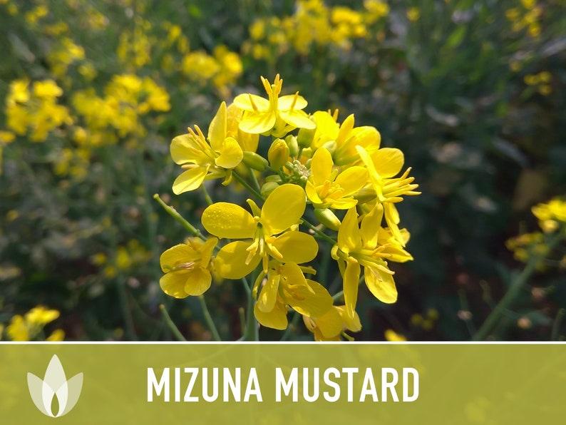 Mizuna Mustard Greens Heirloom Seeds image 7