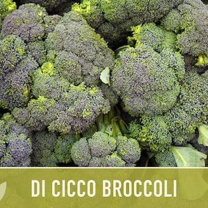 Di Cicco Broccoli Seeds - Heirloom, Organic, Non-GMO image 5