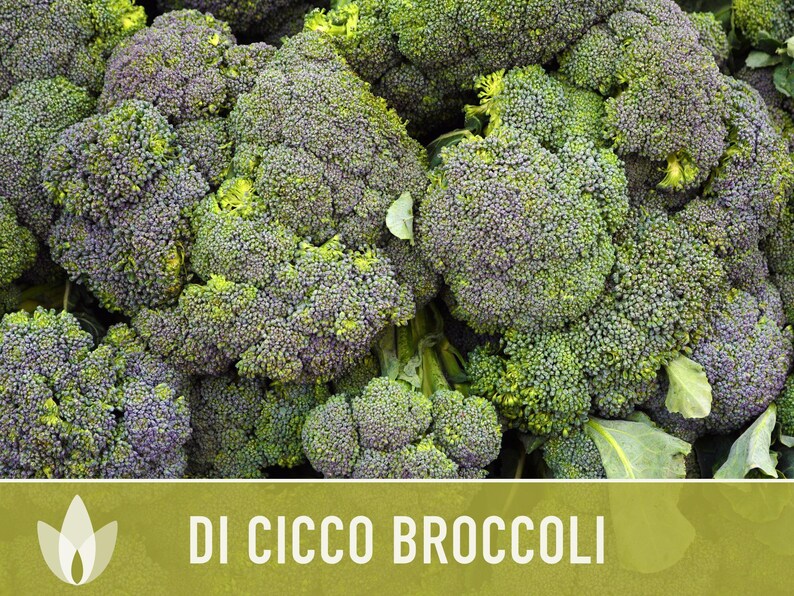 Di Cicco Broccoli Seeds - Heirloom, Organic, Non-GMO image 5