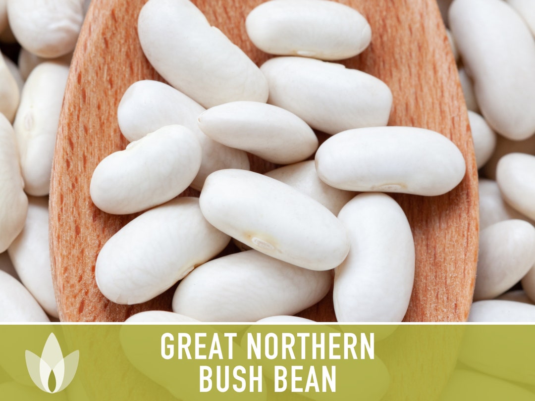 Great Northern Bush Bean Seeds Heirloom Seeds Bush Bean Etsy