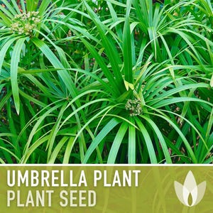 Umbrella Plant Seeds – Cyperus Alternifolius, Ornamental Grass, Non-GMO image 4