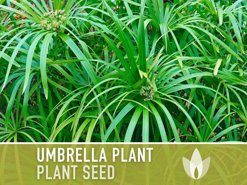 Umbrella Plant Seeds – Cyperus Alternifolius, Ornamental Grass, Non-GMO image 4