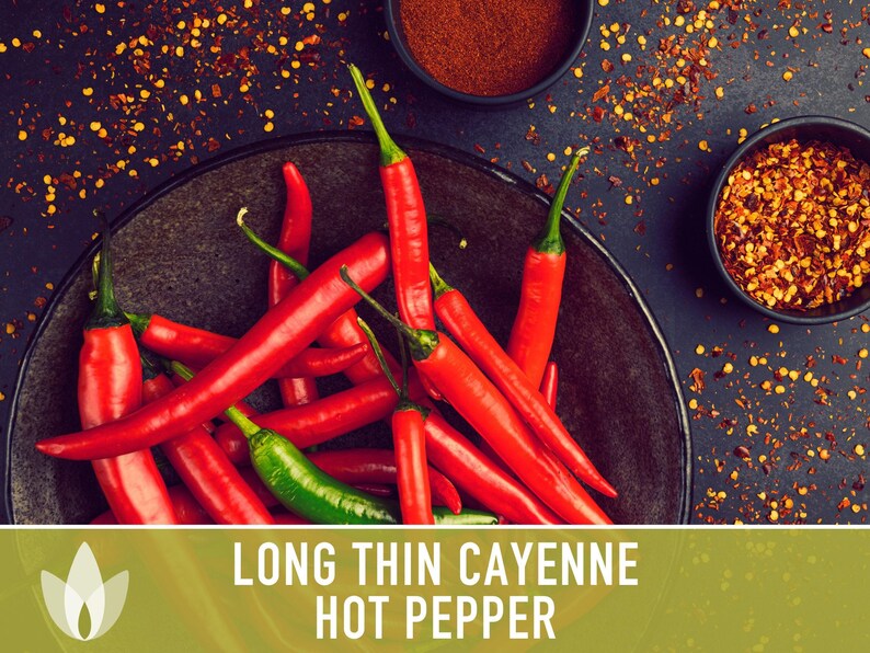 Cayenne Pepper Seeds - Long Thin Red Hot Peppers, Non-GMO image 7