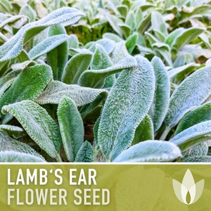 Lamb&#39;s Ear Flower Seeds - Heirloom Seeds, Silver Carpet, Pollinator Friendly, Butterfly Garden, Rock Garden, Open Pollinated, Non-GMO