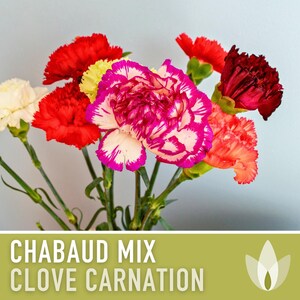 Chabaud Clove Carnation Seeds | 25+ Seeds, Heirloom Rainbow Flowers, Fragrant, Cottage Garden, Dianthus caryophyllus image 6
