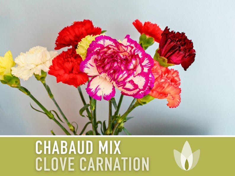 Chabaud Clove Carnation Seeds | 25+ Seeds, Heirloom Rainbow Flowers, Fragrant, Cottage Garden, Dianthus caryophyllus image 6
