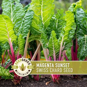 May include: Image of Swiss chard plants with bright green leaves and magenta stems. The text reads "Magenta Sunset Swiss Chard Seed". The plants are shown growing in soil.