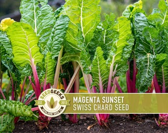 Magenta Sunset Swiss Chard Seeds, Heirloom Variety