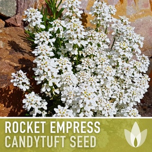 Rocket Empress Candytuft Flower Seeds Heirloom Seeds, Fragrant White Flower, Bouquet Flower, Iberis Amara, Open Pollinated, Non-GMO image 6