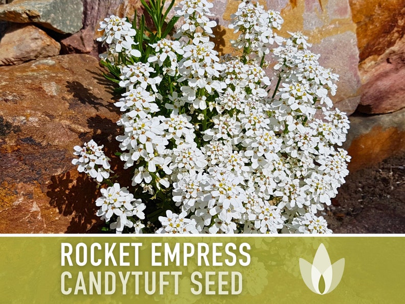 Rocket Empress Candytuft Flower Seeds Heirloom Seeds, Fragrant White Flower, Bouquet Flower, Iberis Amara, Open Pollinated, Non-GMO image 6