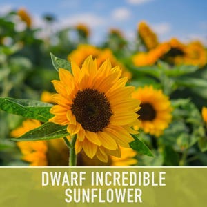 Dwarf Sunflower Seeds | 20+ Seeds, Heirloom Non-GMO, Yellow Blooms, Container Friendly, Helianthus annuus image 11