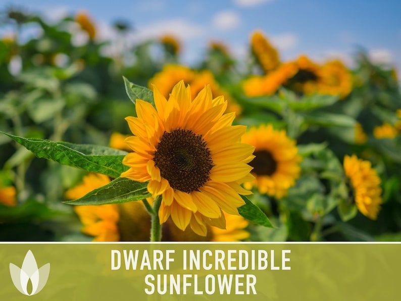 Dwarf Sunflower Seeds | 20+ Seeds, Heirloom Non-GMO, Yellow Blooms, Container Friendly, Helianthus annuus image 11
