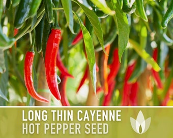Berbere Hot Peppers Seeds
