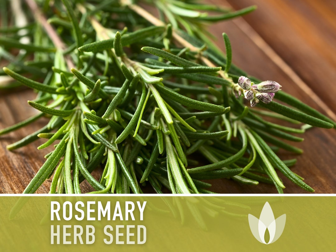 Rosemary Herb Seeds Heirloom Seeds, Culinary Herb, Medicinal Herb, Open