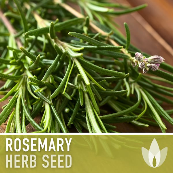 Rosemary Herb Seeds - Heirloom Seeds, Culinary Herb, Medicinal Herb, Open Pollinated, Perennial, Rosmarinus Officinalis, Non-GMO