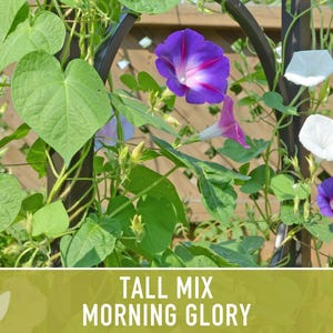 Morning Glory Tall Mix Heirloom Seeds, Ipomoea Purpurea image 9