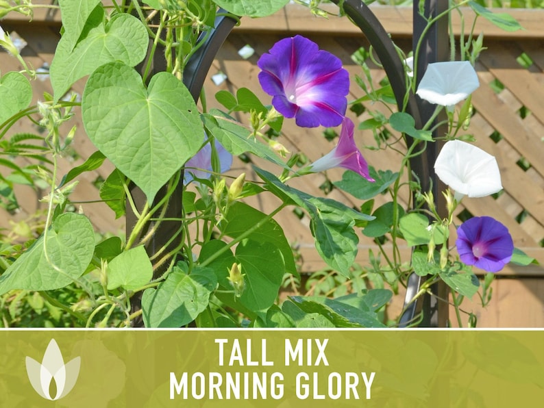 Morning Glory Tall Mix Heirloom Seeds, Ipomoea Purpurea image 9
