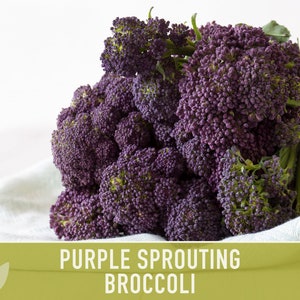 Purple Sprouting Broccoli Seeds Heirloom, Organic, Non-GMO image 6