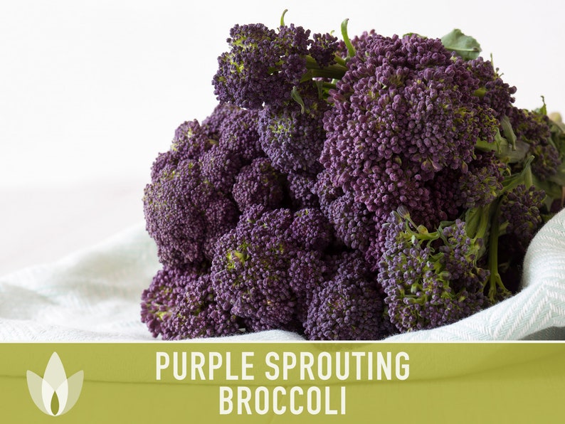 Purple Sprouting Broccoli Seeds Heirloom, Organic, Non-GMO image 6