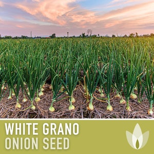 White Grano Onion Seeds - Heirloom Seeds, Sweet Onion, Short Day, Slow Bolt, Storage Onion, Allium Cepa, Open Pollinated, Non-GMO