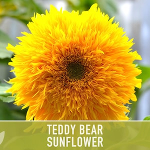 Teddy Bear Sunflower Seeds Heirloom Seeds, Seed Packets, Flower Seeds, Dwarf Sunflower, Non GMO, Open Pollinated image 6