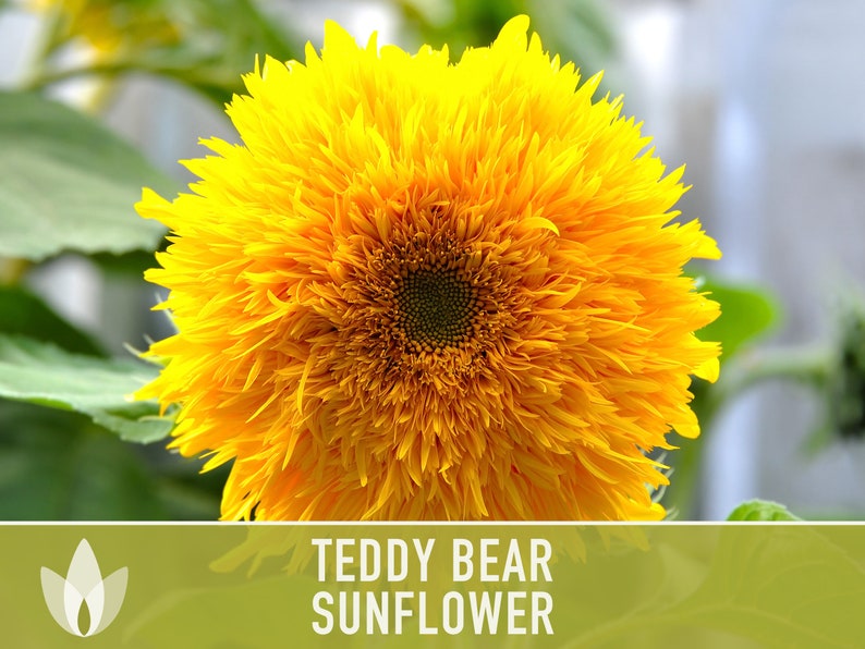 Teddy Bear Sunflower Seeds Heirloom Seeds, Seed Packets, Flower Seeds, Dwarf Sunflower, Non GMO, Open Pollinated image 6