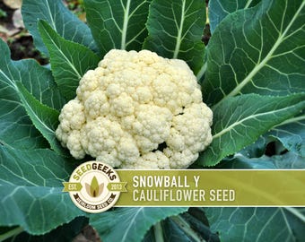 Snowball Y Improved Cauliflower Heirloom Seeds