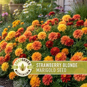 Pode incluir: Um grupo vibrante de flores de cravo-de-defunto em tons de amarelo, laranja e vermelho profundo. Uma etiqueta retangular est&aacute; sobreposta na parte inferior, com o texto SEED GEEKS EST. 2013 HEIRLOOM SEED CO. e STRAWBERRY BLONDE MARIGOLD SEED.