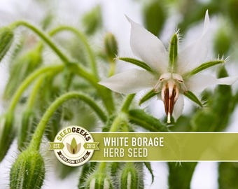 White Borage Seeds - Heirloom, Edible Flower, Bee-Friendly