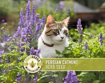 Puede incluir: Un gato atigrado blanco y marrón con ojos verdes, con un collar marrón, rodeado de flores moradas y hojas verdes. La imagen incluye el texto "PERSIAN CATMINT HERB SEED" y un logotipo de Seed Geeks.