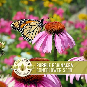 Graines d'Échinacée pourpre | Plus de 100 graines, fleurs sauvages indigènes, héritage, tolérant à la sécheresse, jardin des papillons, Echinacea purpurea image 4