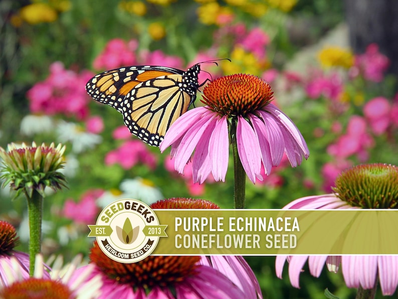 Graines d'Échinacée pourpre | Plus de 100 graines, fleurs sauvages indigènes, héritage, tolérant à la sécheresse, jardin des papillons, Echinacea purpurea image 4