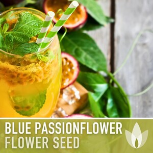 Blue Passionflower Seeds | 20+ Seeds, Heirloom, Non-GMO, Vining Flower, Fragrant, Medicinal, Passiflora caerulea image 6