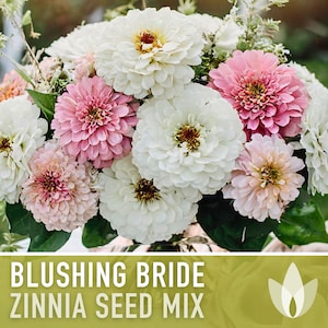 Blushing Bride Zinnia Seed Mix, Heirloom Wedding Flowers