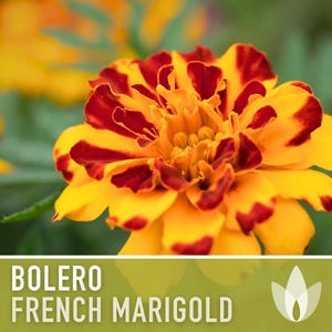 Bolero French Marigold Seeds, Crimson Gold Blooms, Dwarf Heirloom Flower (50 Seeds) image 4
