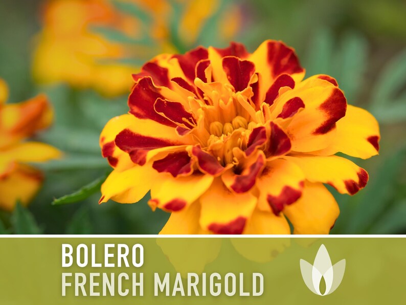Bolero French Marigold Seeds, Crimson Gold Blooms, Dwarf Heirloom Flower (50 Seeds) image 4