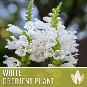 Obedient Plant, White Flower Seeds- Heirloom Seeds, False Dragonhead, Native Wildflowers, Cut Flowers, Deer Resistant, OP, Non-GMO