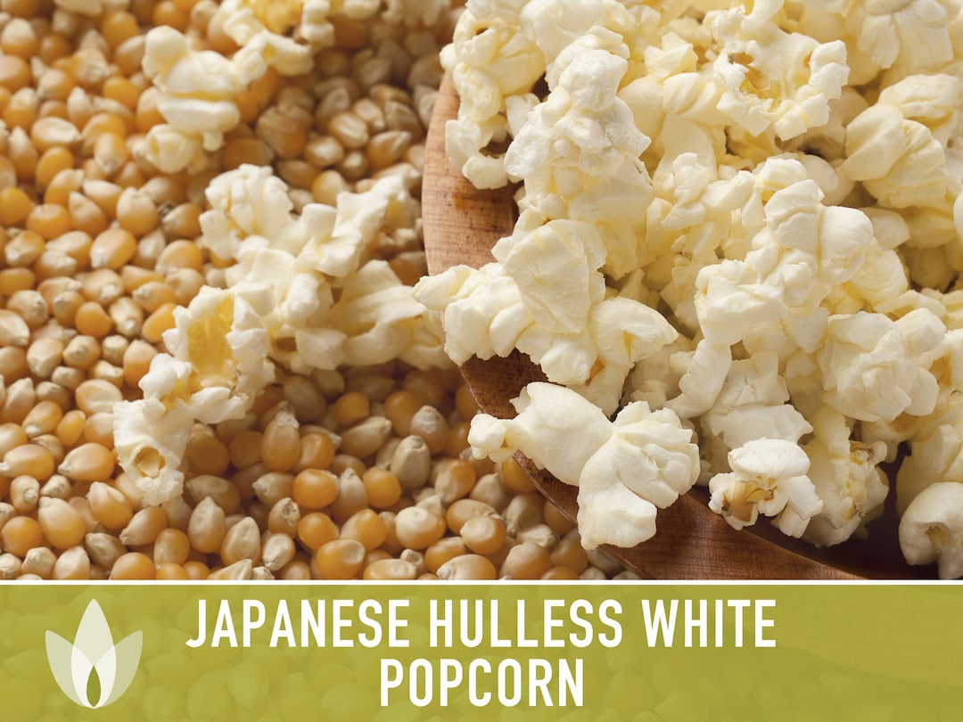 Japanese Hulless Popcorn Seeds Heirloom Seeds Heirloom Etsy