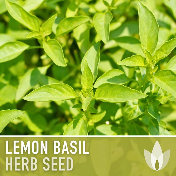 Lemon Basil Heirloom Herb Seeds -  Non-GMO, Open Pollinated, Culinary Herb