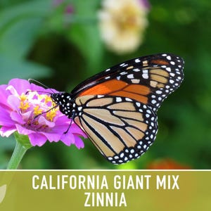 California Giant Zinnia Seed Mix | 100+ Seeds, Heirloom Flowers, Butterfly Garden, Zinnia elegans image 8
