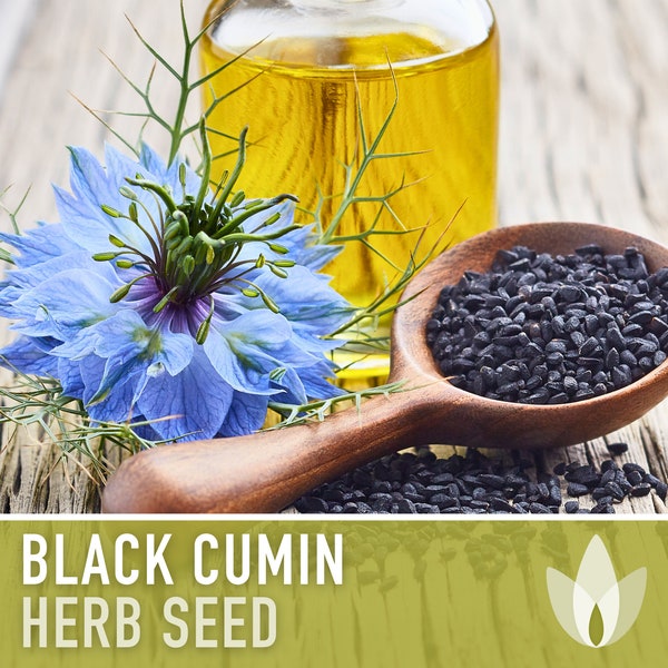 Black Cumin Herb Seeds - Heirloom Seeds, Black Caraway, Roman Coriander, Culinary & Medicinal Herb, Nigella Sativa, Open Pollinated, Non-GMO
