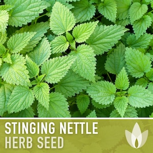 May include: Close-up of a patch of green stinging nettle plants. The text "Stinging Nettle Herb Seed" is at the bottom of the image.