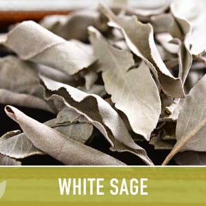 White Sage Seeds | 50+ Seeds, Heirloom, Ceremonial, Non-GMO, Sacred Medicinal Herb, Smudging, Salvia apiana image 10
