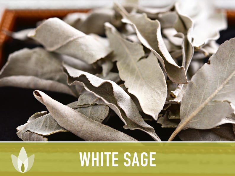 White Sage Seeds | 50+ Seeds, Heirloom, Ceremonial, Non-GMO, Sacred Medicinal Herb, Smudging, Salvia apiana image 10