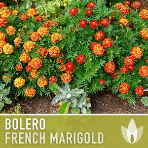Bolero French Marigold Seeds, Crimson Gold Blooms, Dwarf Heirloom Flower (50 Seeds) image 11