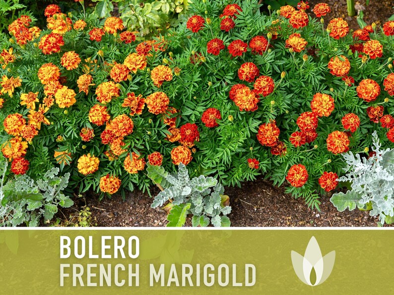 Bolero French Marigold Seeds, Crimson Gold Blooms, Dwarf Heirloom Flower (50 Seeds) image 11