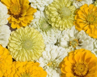 Zinnia, Lemon Cream Mix Heirloom Seeds - Flower Seeds, Flower Mix, Lemon Zinnia, Mixed Zinnia, Wedding Flowers