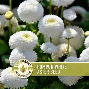 Semillas de flor de aster blanco pompón, aster chino tradicional, apto para abejas imagen 1